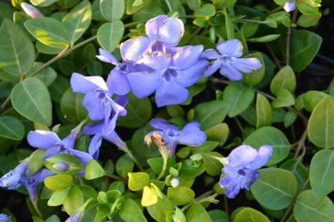 Vinca minor 'Marie' ®