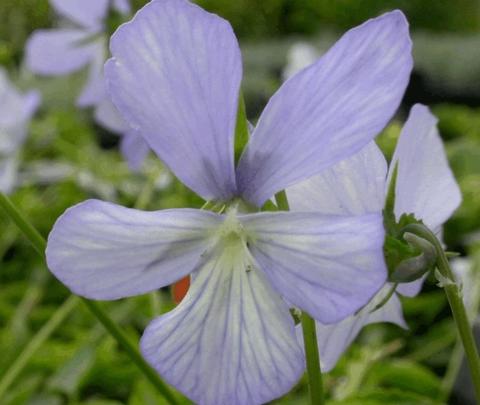 Viola cornuta 'Boughton Blue'