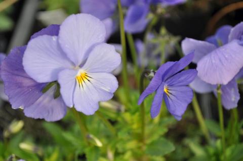 Viola cornuta 'Blue Perfection'
