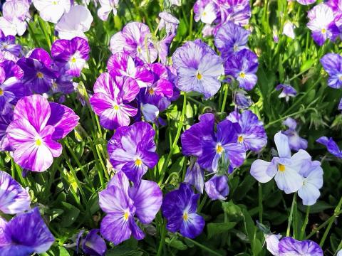 Viola cornuta 'Colombine'