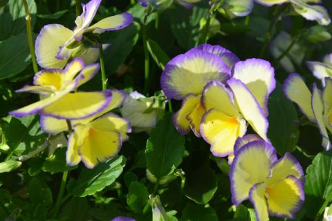 Viola cornuta 'Etain'