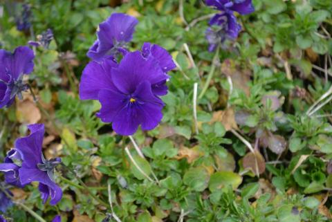 Viola cornuta 'Martin'