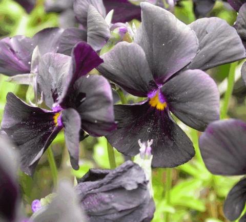 Viola cornuta 'Molly Sanderson'