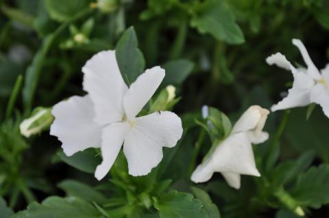 Viola cornuta 'White Perfection'