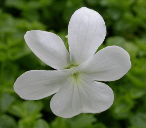 Viola cornuta 'Wisley White'