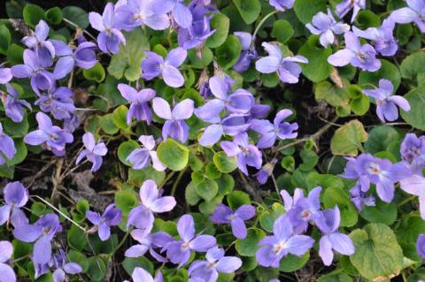 Viola odorata 'Königin Charlotte'