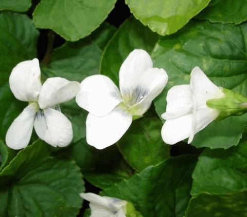 Viola soraria 'Albiflora'