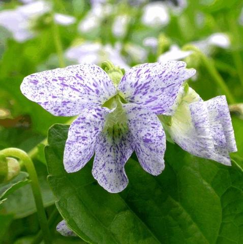 Viola soraria 'Freckles'