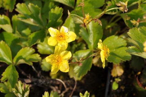 Waldsteinia ternata