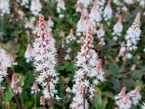 tiarella