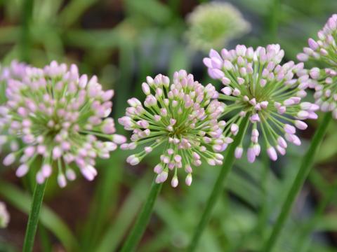 allium millenium